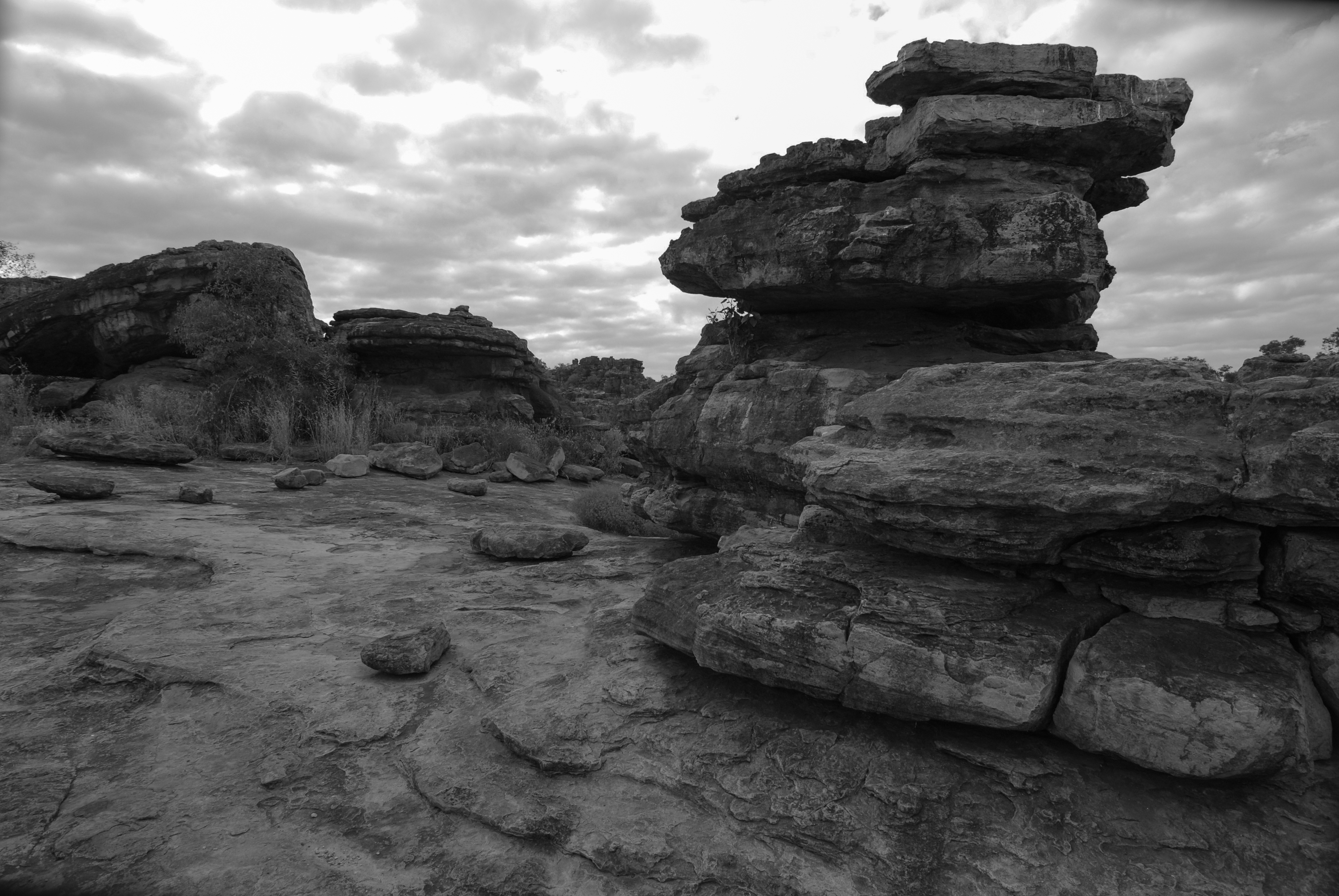 kakadu