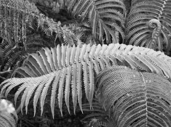 Fern Hawaii